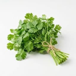 Coriander